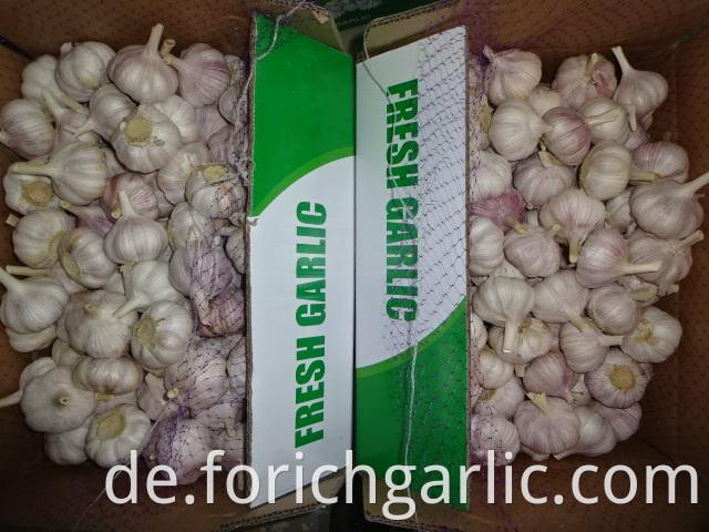 Normal Garlic Fresh Crop 2019